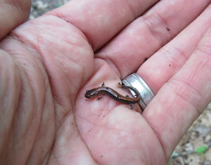 Redback Salamander